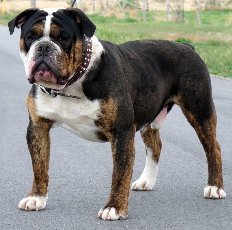 OldeBulldogge.com – Olde English Bulldogge