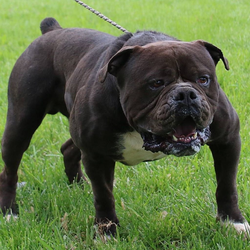 brown-olde-english-bulldogge-2 – OldeBulldogge.com